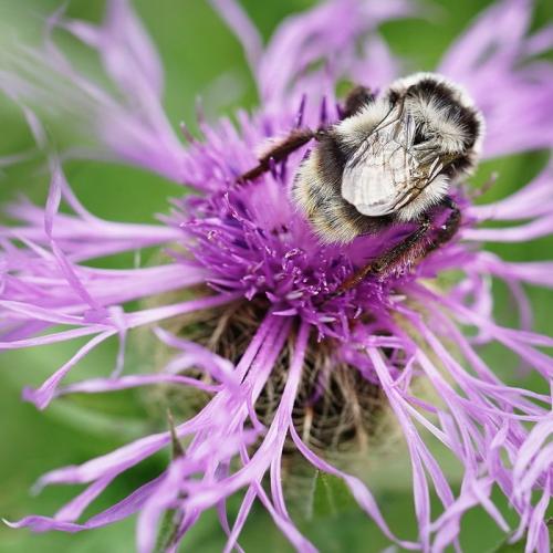 Bombus sp.